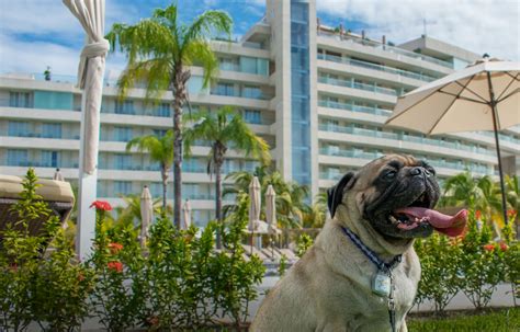 Los mejores hoteles que aceptan mascotas en Puebla, México.